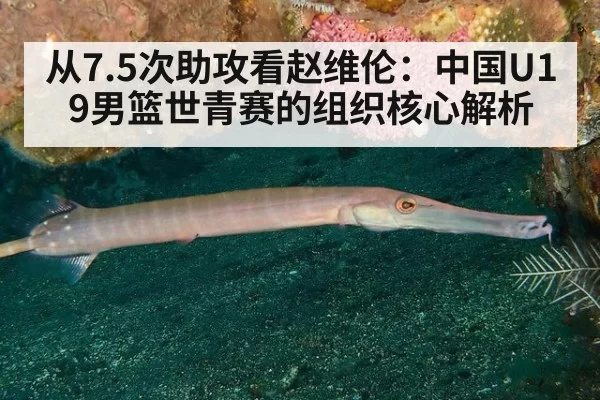 从7.5次助攻看赵维伦:中国U19男篮世青赛的组织核心解析