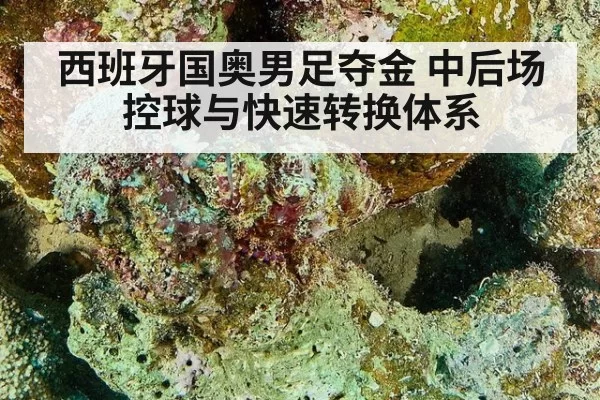 西班牙国奥男足夺金 中后场控球与快速转换体系